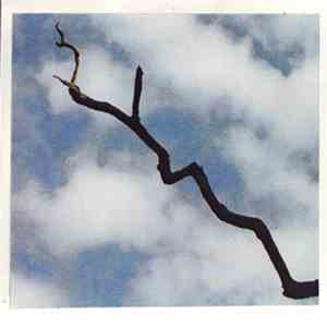 Andrew Paine & Richard Youngs - Forest Of Swords download free Andrew Paine & Richard Youngs - Forest Of Swords download mp3 flac
