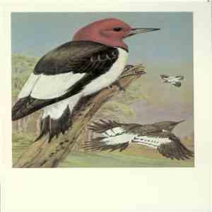 No Artist - Red-Headed Woodpecker download free